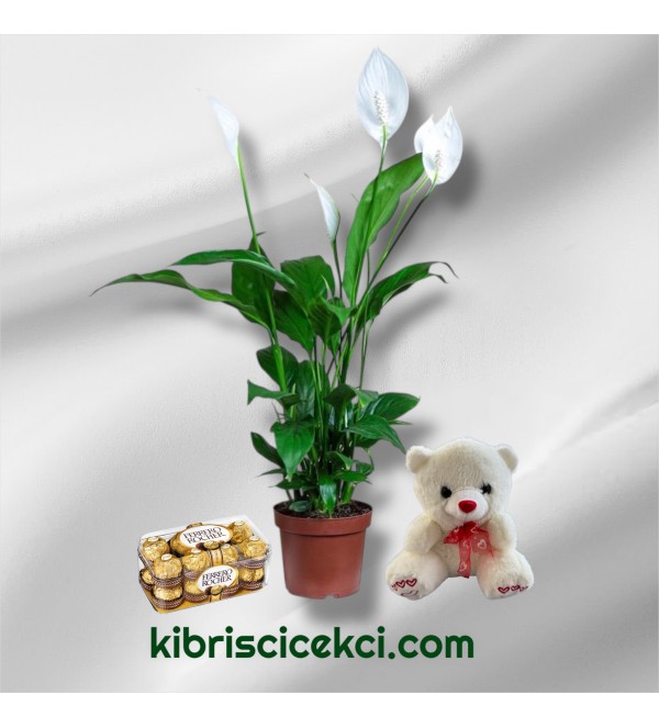 Beyaz Spatifilyum Çiçeği Ayıcık 16'lı Ferrero Çikolata 